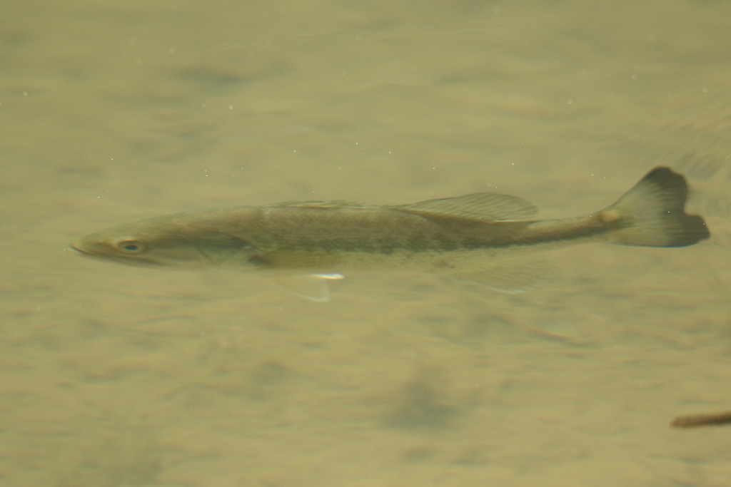 Largemouth Bass from Garrett County, MD, USA on June 06, 2022 at 0836