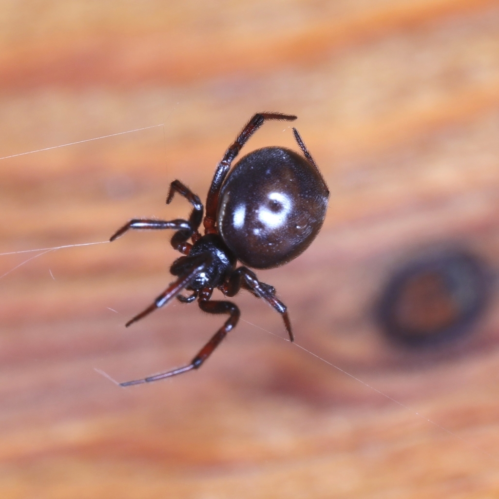 Rabbit Hutch Spider from Äkäslompolon koulu P, 95970 Kolari, Suomi on June 06, 2022 at 0254 PM