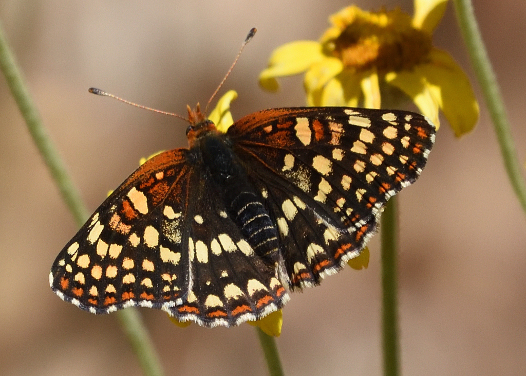 Northern Checkerspot from Horseshoe Ranch Wildlife Area, CSNM, Siskiyou