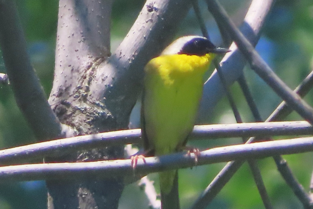 Common Yellowthroat from Île SaintJoseph, Laval, QC H7J, Canada on
