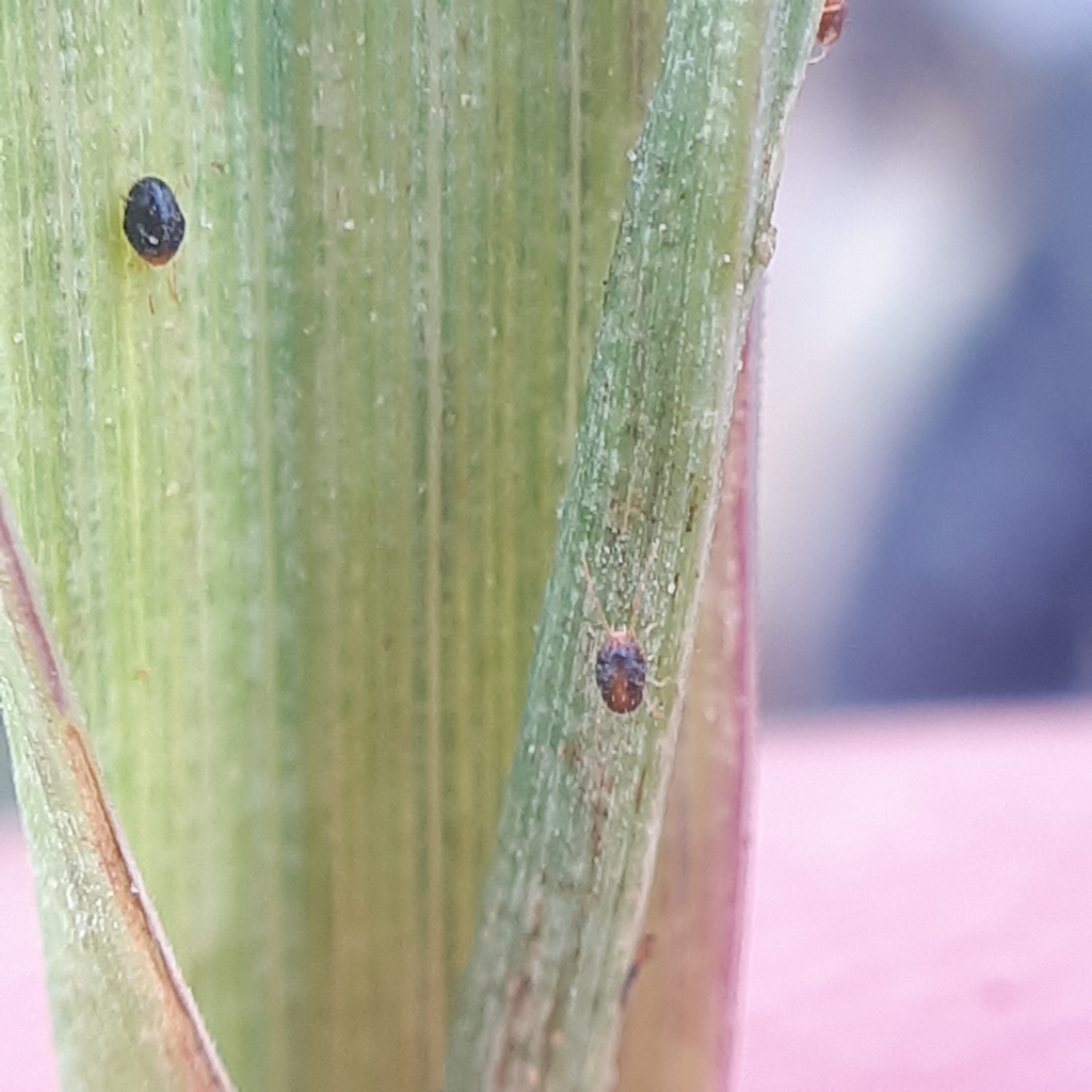 Clover Mite from 02540 Kirkkonummi, Suomi on June 12, 2022 at 0441 PM