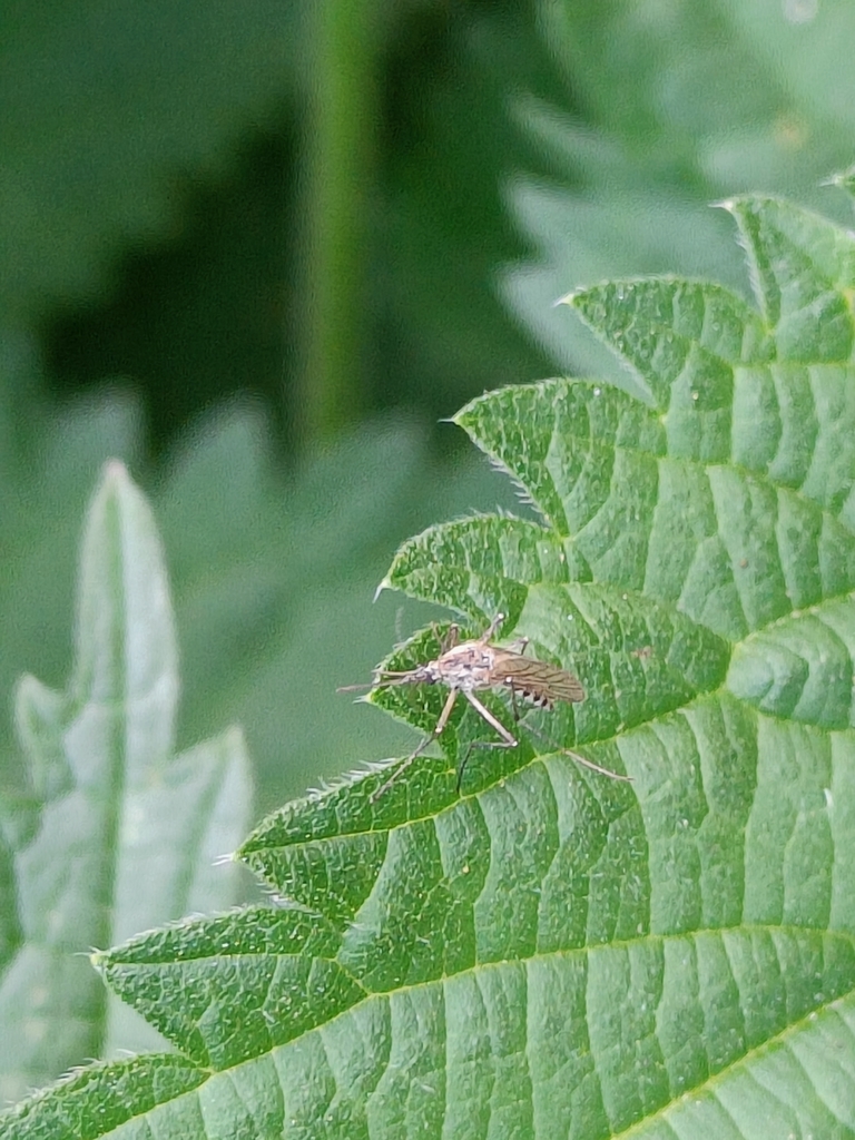 Mosquitoes from 115 42 Stockholm, Sweden on June 15, 2022 at 0423 PM by hexolith · iNaturalist