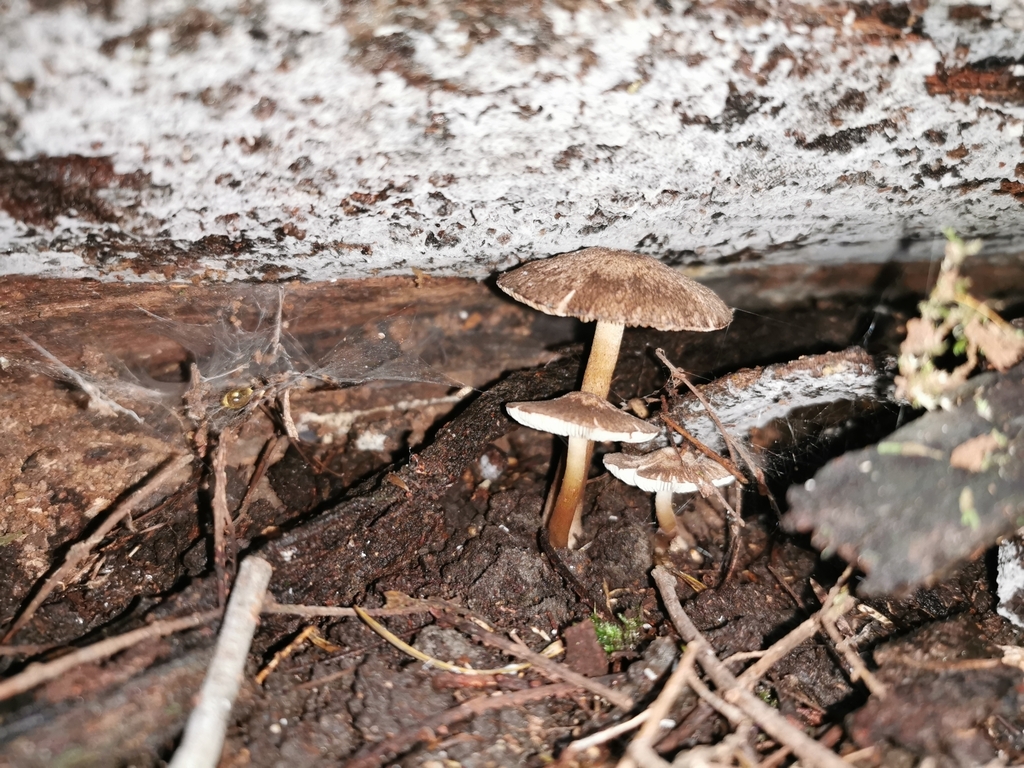 Common Gilled Mushrooms and Allies from Albany, Auckland 0632, New