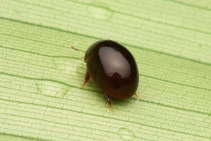 Water Scavenger Beetles from Puntarenas Province, Costa Rica on June 02