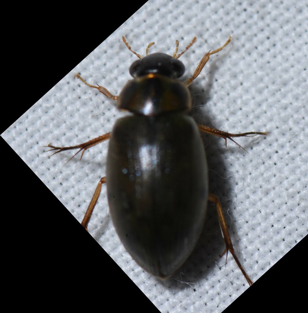 Berosus infuscatus from MiamiDade County, FL, USA on June 17, 2022 at
