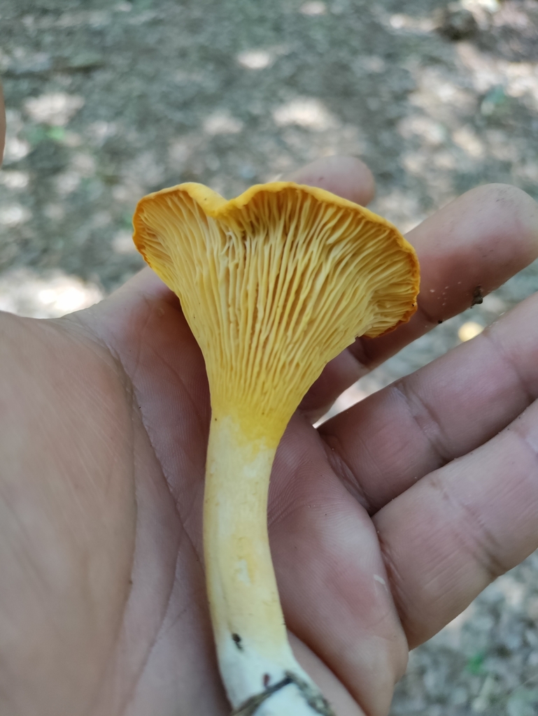 chanterelles from Lee, FL 32059, USA on June 17, 2022 at 0318 PM by