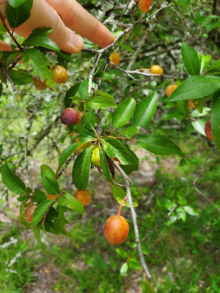 Chickasaw plum from Gainesville, FL 32641, USA on June 21, 2022 at 12