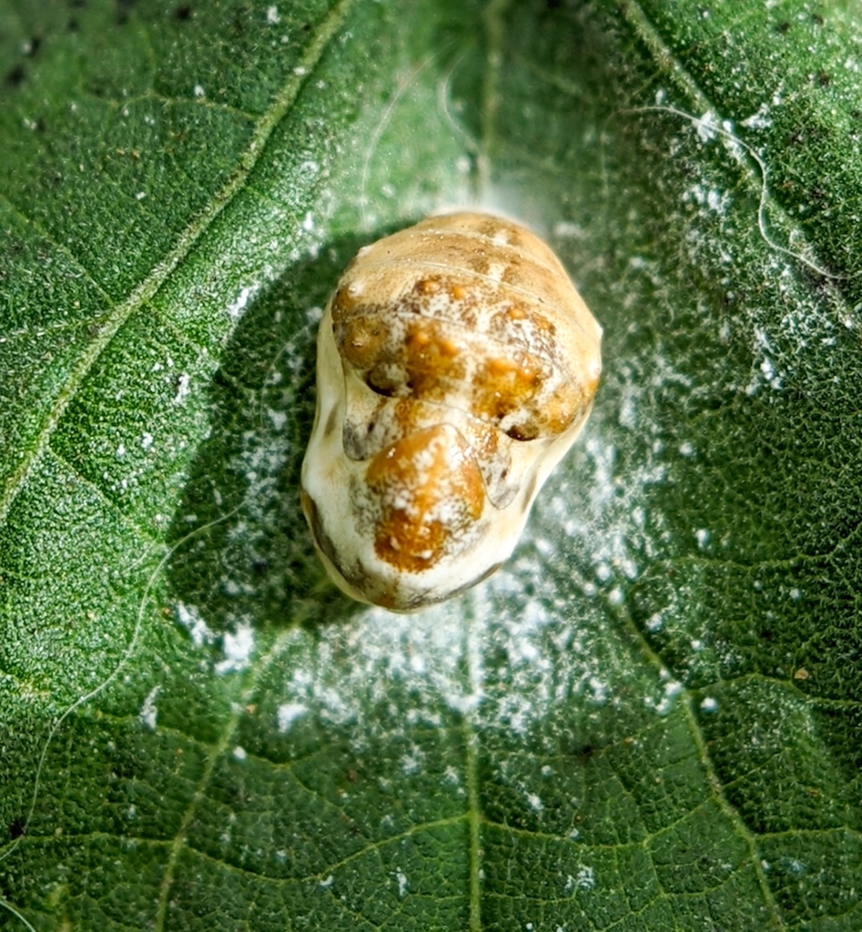 Apefly from 80, Judicial Layout, Yelahanka, Bengaluru, Karnataka 560065