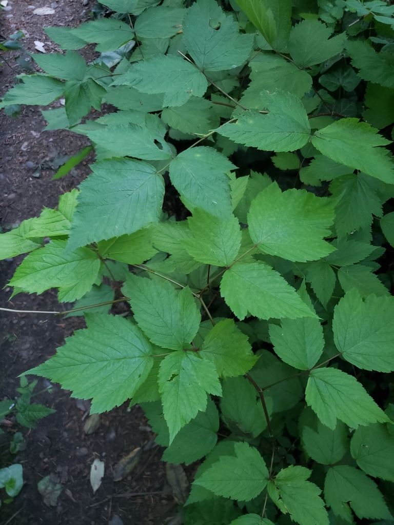 Salmonberry from Seattle, WA 98110, USA on June 25, 2022 at 0846 PM by