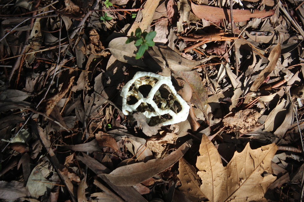 white basket fungus from Whakarewarewa, Rotorua, New Zealand on June 27