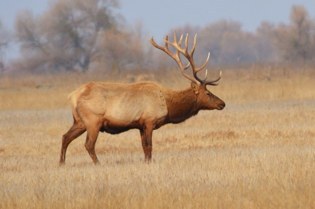 Elk (Mammals of Arkansas) · iNaturalist