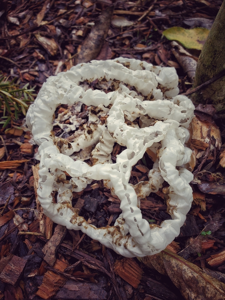 white basket fungus from Hungerford Crescent, Hamilton Gardens