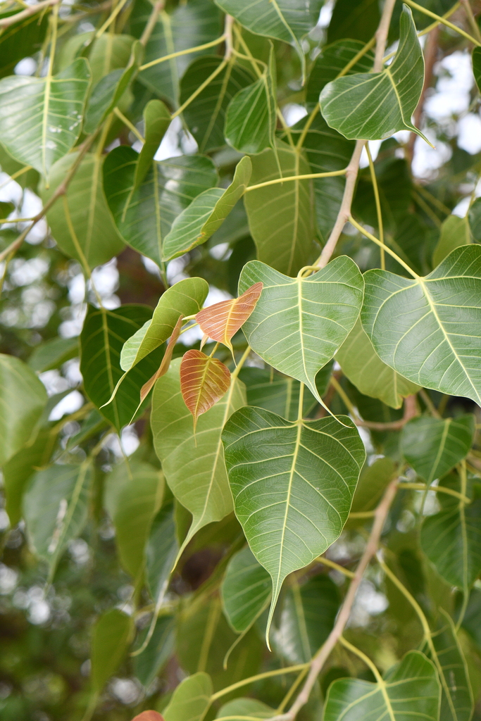 Peepal Tree Flower
