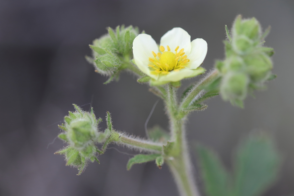 cream cinquefoil from Mount Dufferin, Kamloops, BC, Canada on May 26