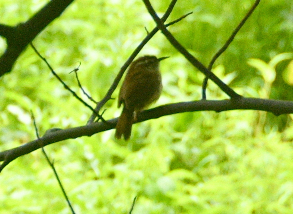 Carolina Wren from Glenroy Preserve, Chester County, Nottingham, PA