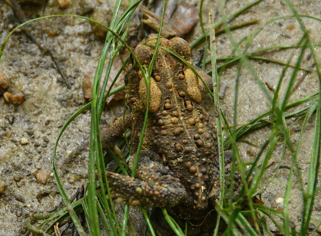 American Toad from Glenroy Preserve, Chester County, Nottingham, PA