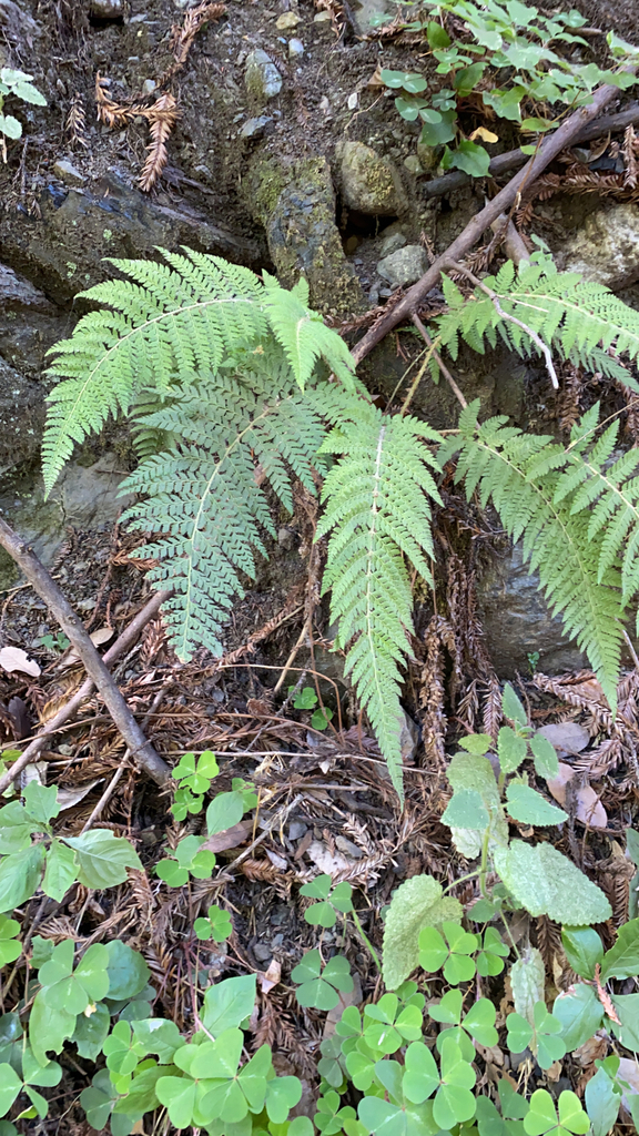 Dudley's shield fern from LandelsHill Big Creek Reserve, Monterey