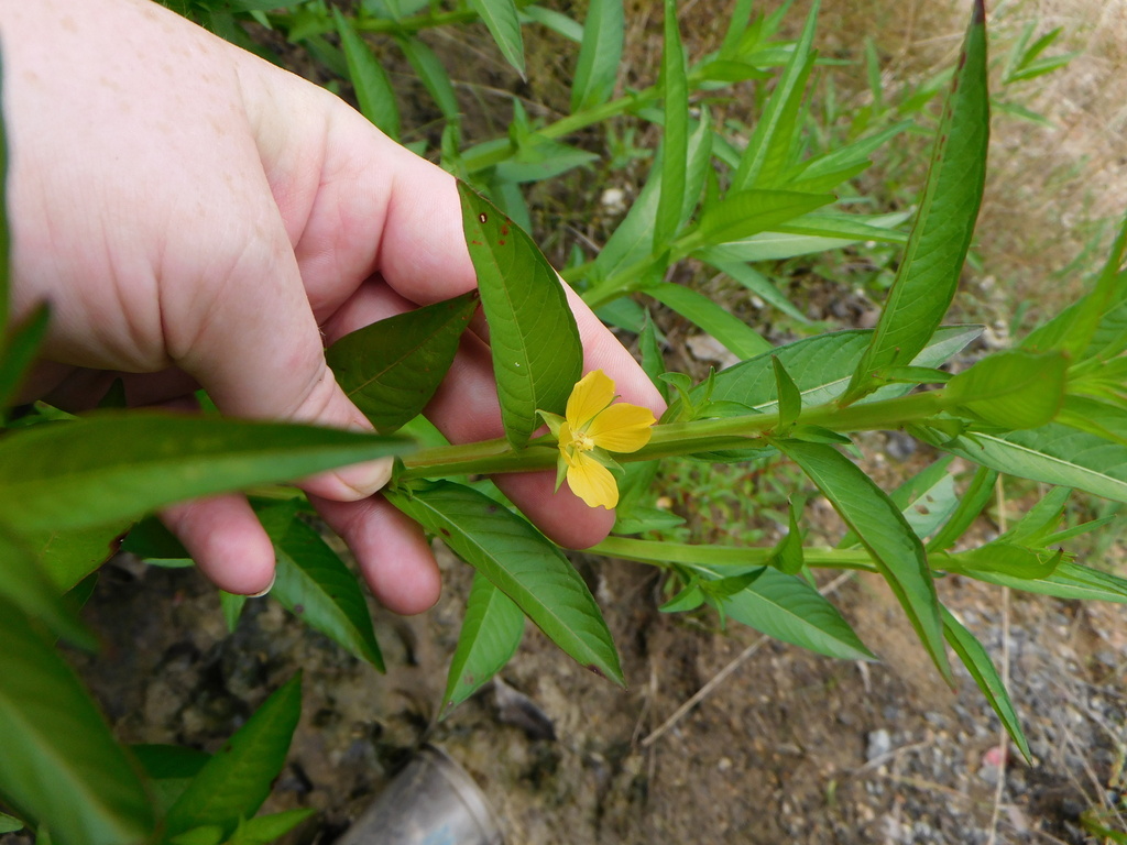 Wingleaf PrimroseWillow from Miller County, AR, USA on July 02, 2022