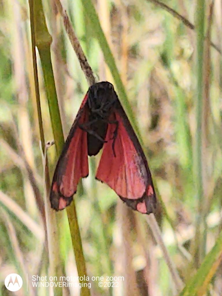 Cinnabar moth from Milton Street, Polegate BN26 5RW, UK on July 6, 2022