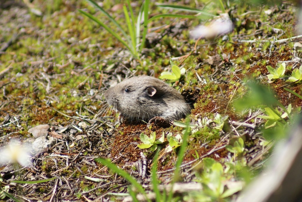 Mountain Pocket Gopher from Lassen National Volcanic Park on August 15