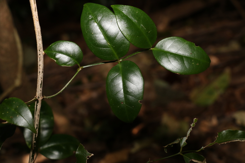Bower Plant from Tamborine Mountain QLD 4272, Australia on July 09