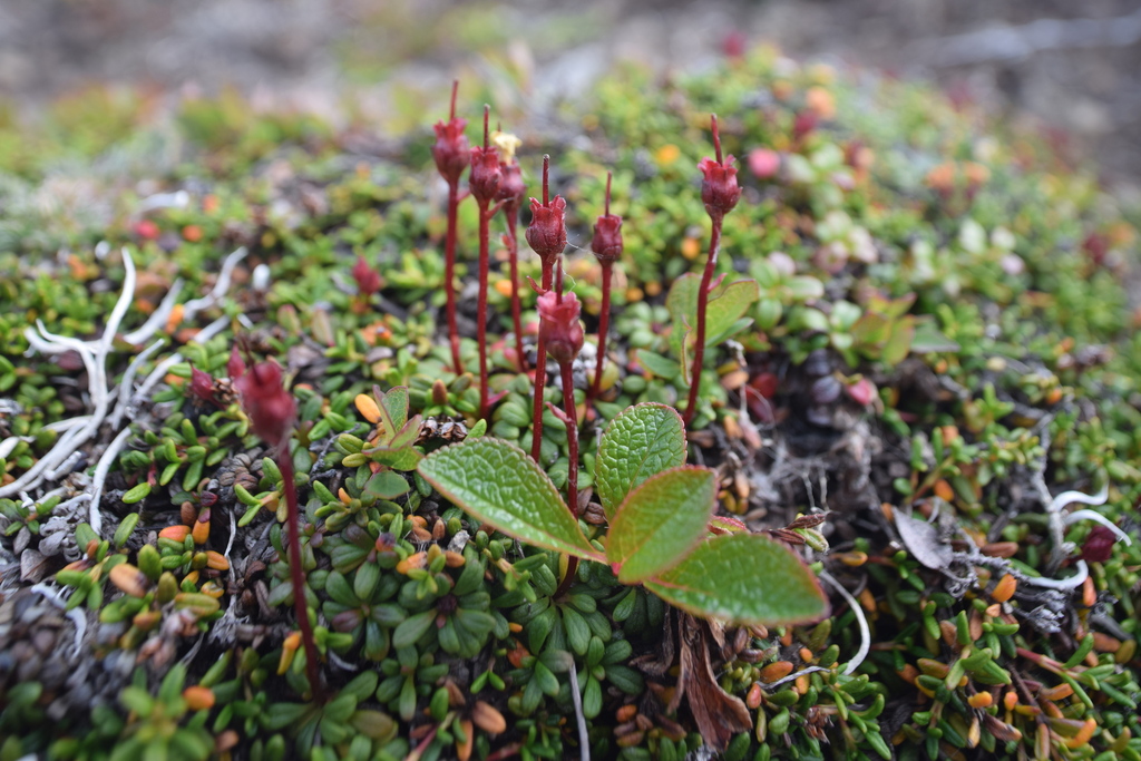 Alaskan pincushion plant from Anchorage, AK, USA on July 08, 2022 at 07