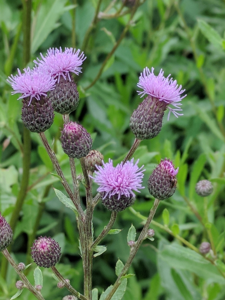 Creeping Thistle/Canada Thistle (Non Native Invasive Plant Species in
