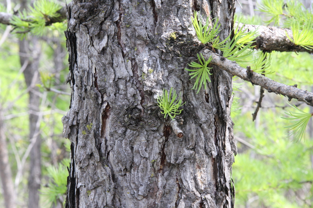 Tamarack (Larch) (Trees of Manitoba) · iNaturalist