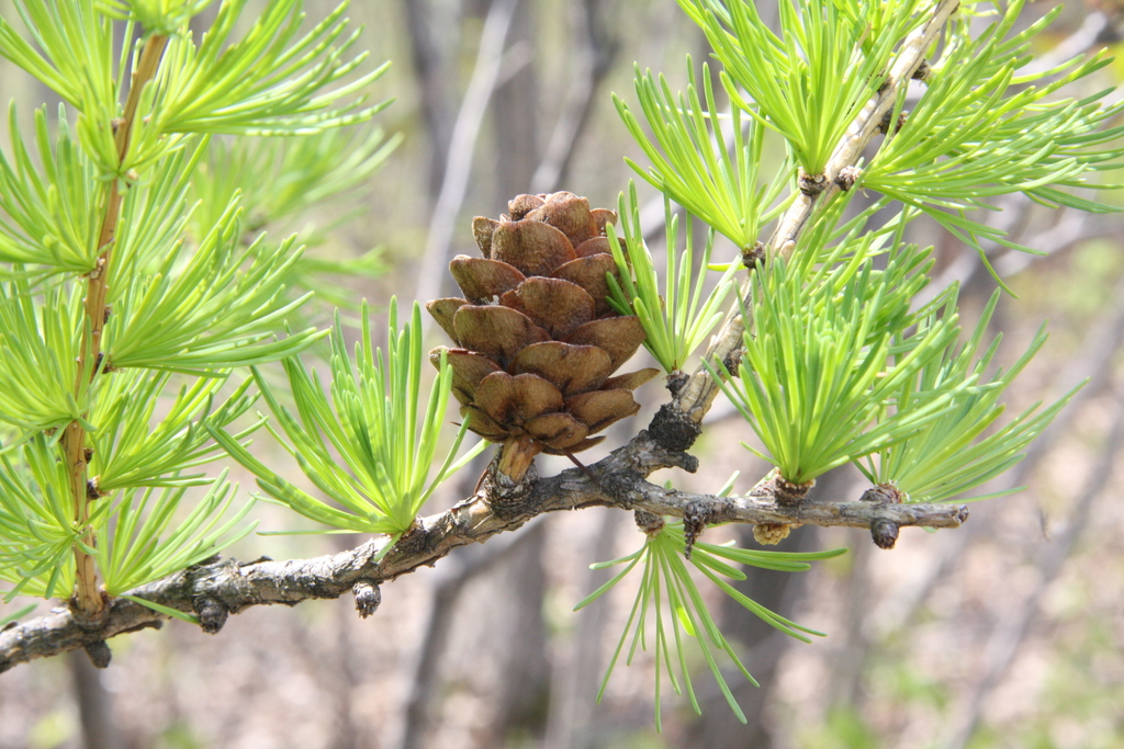 Tamarack (Larch) (Trees of Manitoba) · iNaturalist