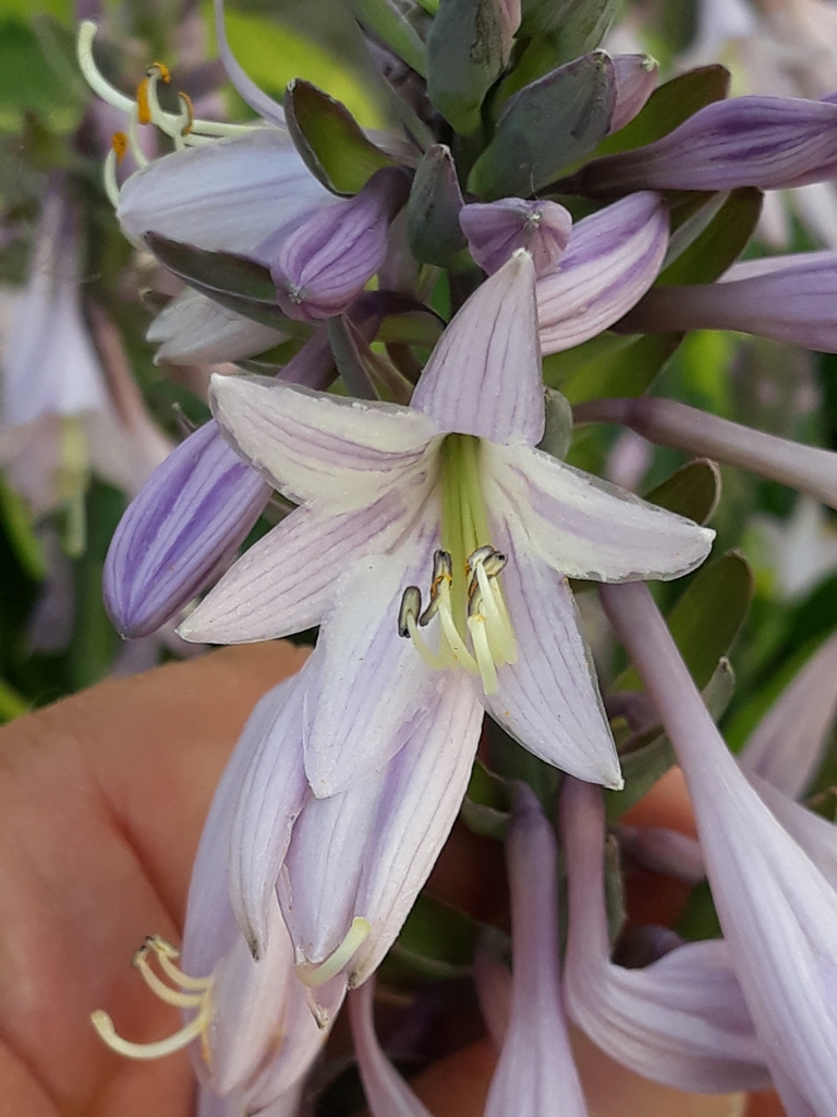 agaves, orchids, irises, and allies from Vianden, Parc Naturel de l'Our