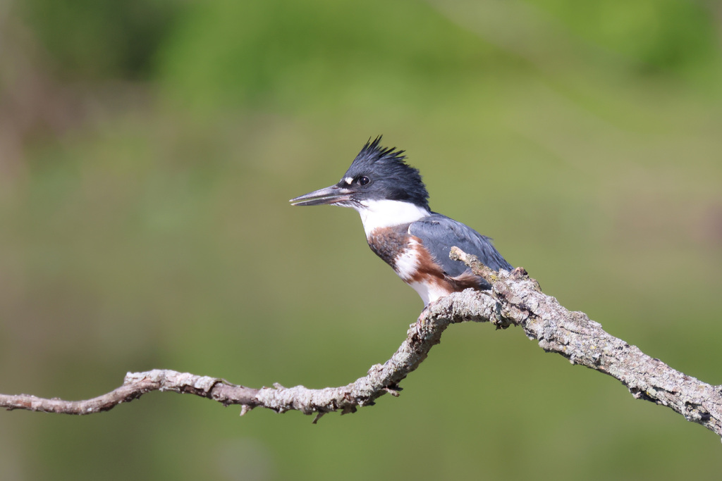 Belted Kingfisher from Frederick County, MD, USA on July 11, 2022 at 09