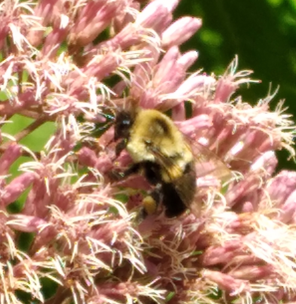 Common Eastern Bumble Bee from Starting Point, Yulee, FL 32097, USA on