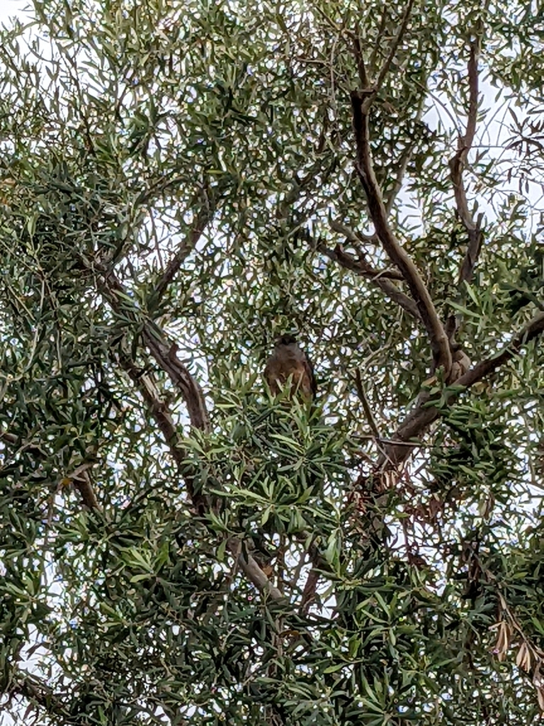 Cooper's Hawk from Loma Alta, Oceanside, CA, USA on July 14, 2022 at 05