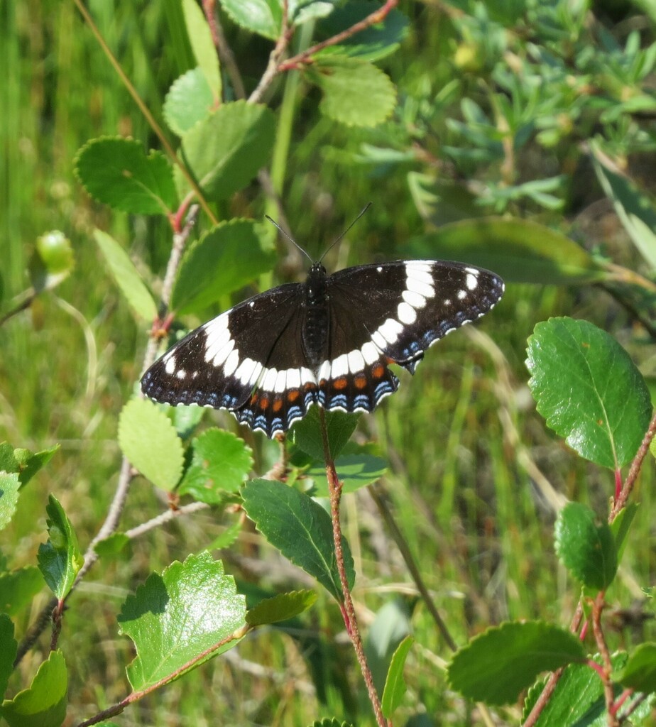 Western White Admiral from Niven Lake, Yellowknife, NT X0E, Canada on