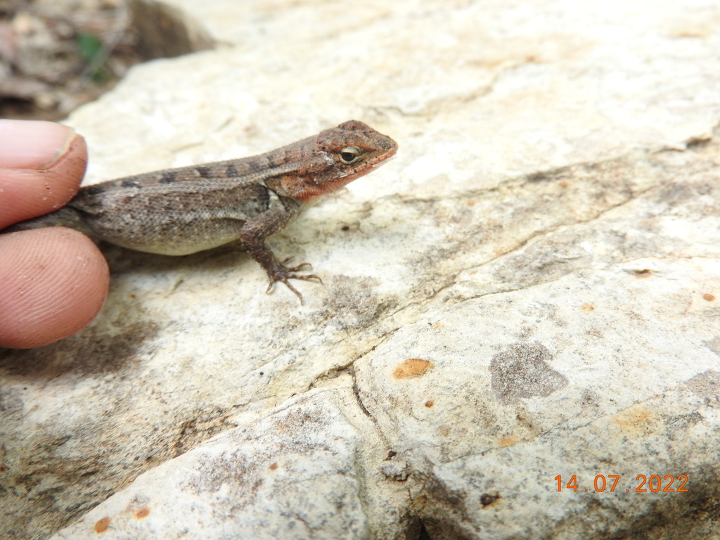 Rosebellied Lizard from Casas, Tamps., México on July 14, 2022 at 11