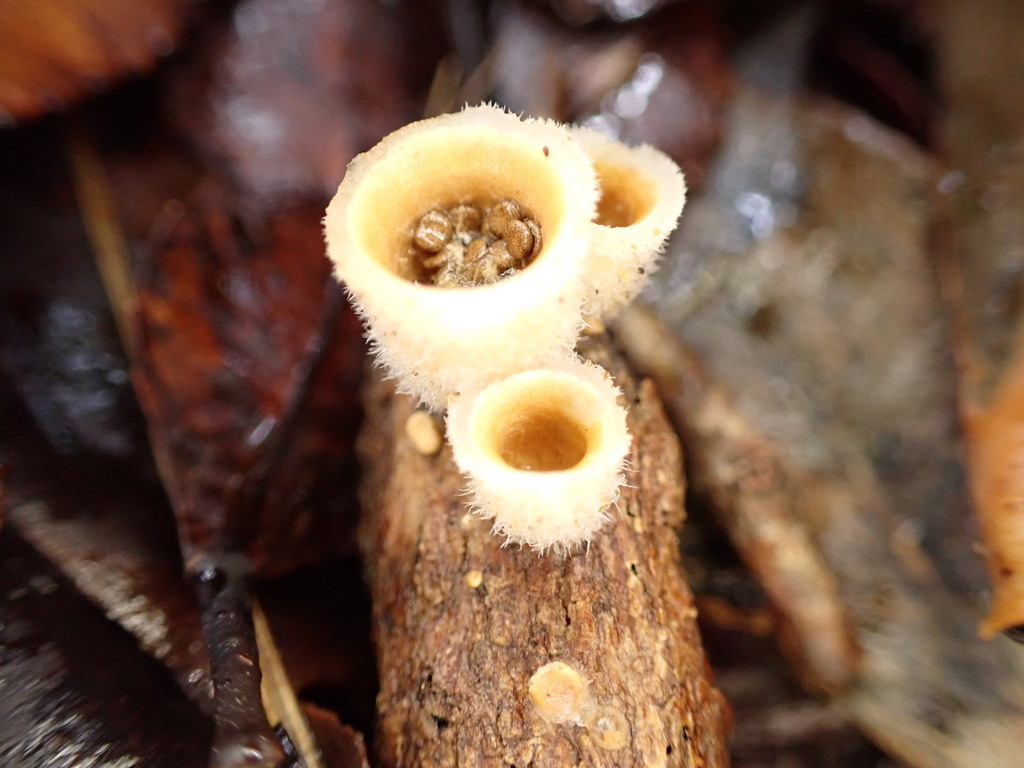 woolly bird's nest fungus from New Plymouth District, Taranaki, New