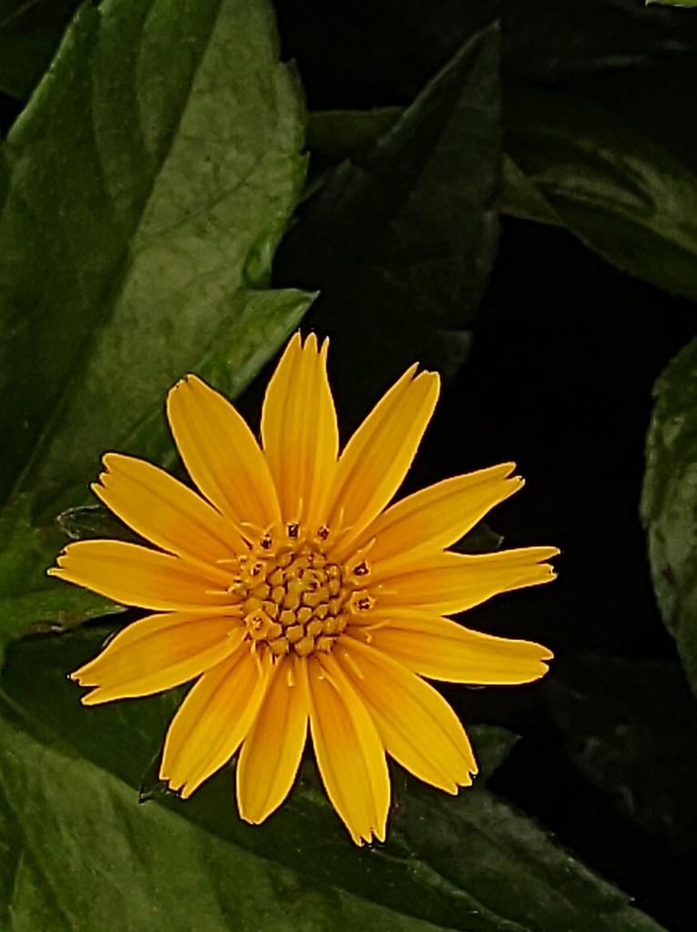 sunflowers, daisies, asters, and allies from Rio de Janeiro, BRRJ, BR on July 18, 2022 at 1253