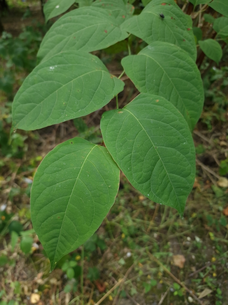 Japanese knotweed from Hull HU9, UK on July 20, 2022 at 1154 AM by Phill Robinson · iNaturalist