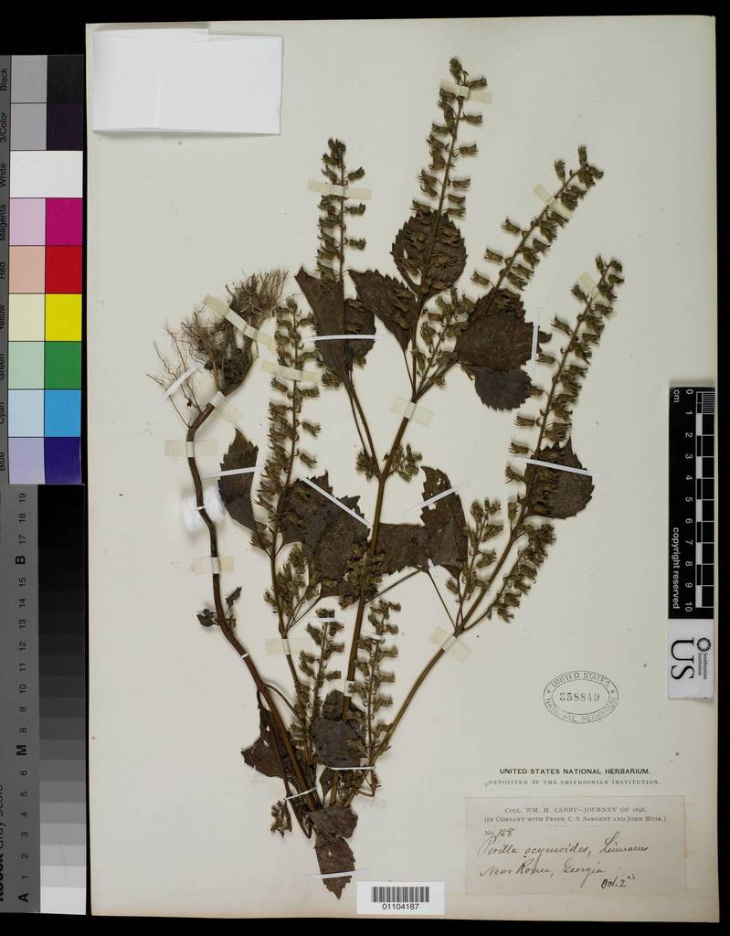 beefsteak plant (Invasive Plants of Maryland) · iNaturalist