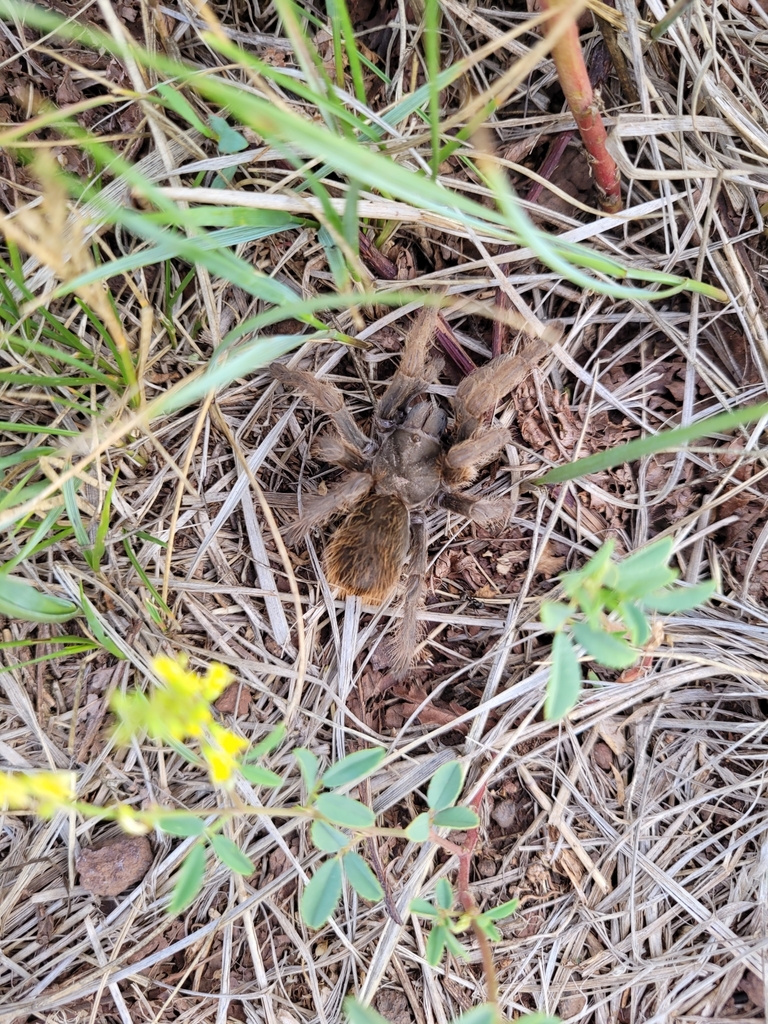 Grand Canyon Black Tarantula from Flagstaff, AZ 86001, USA on July 24