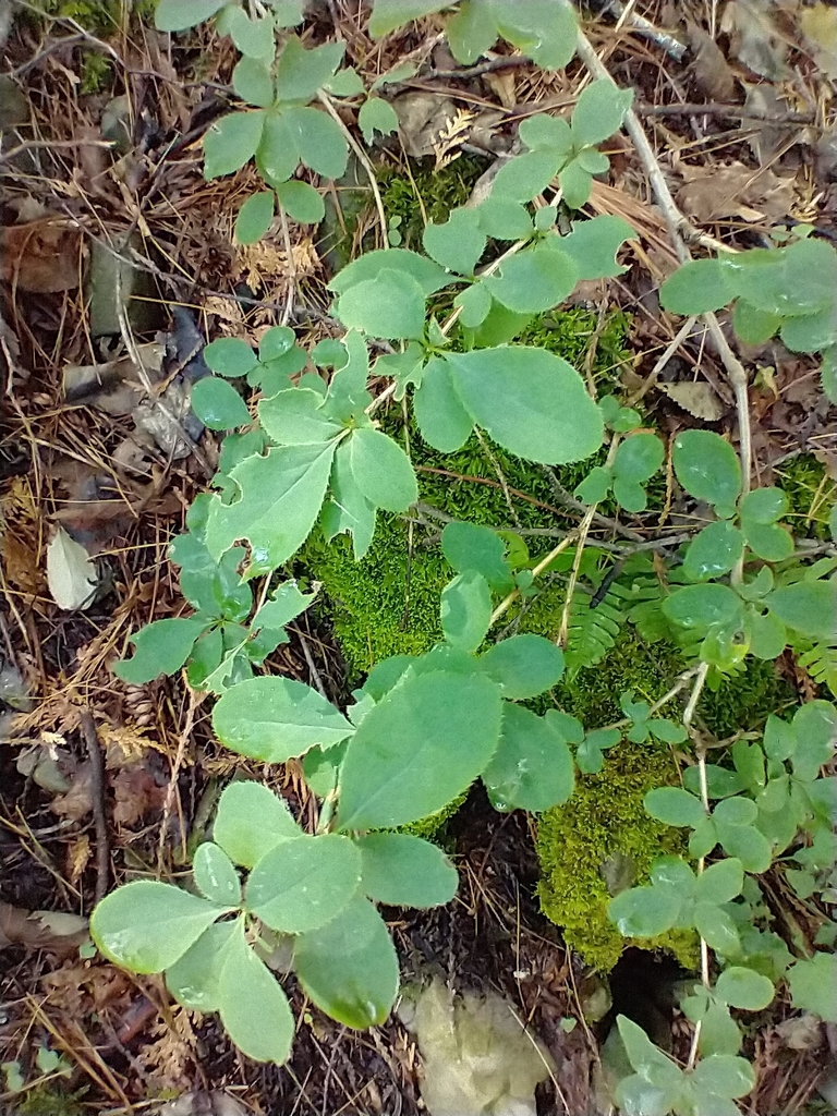 European barberry from Ferrisburgh, VT 05456, USA on July 25, 2022 at