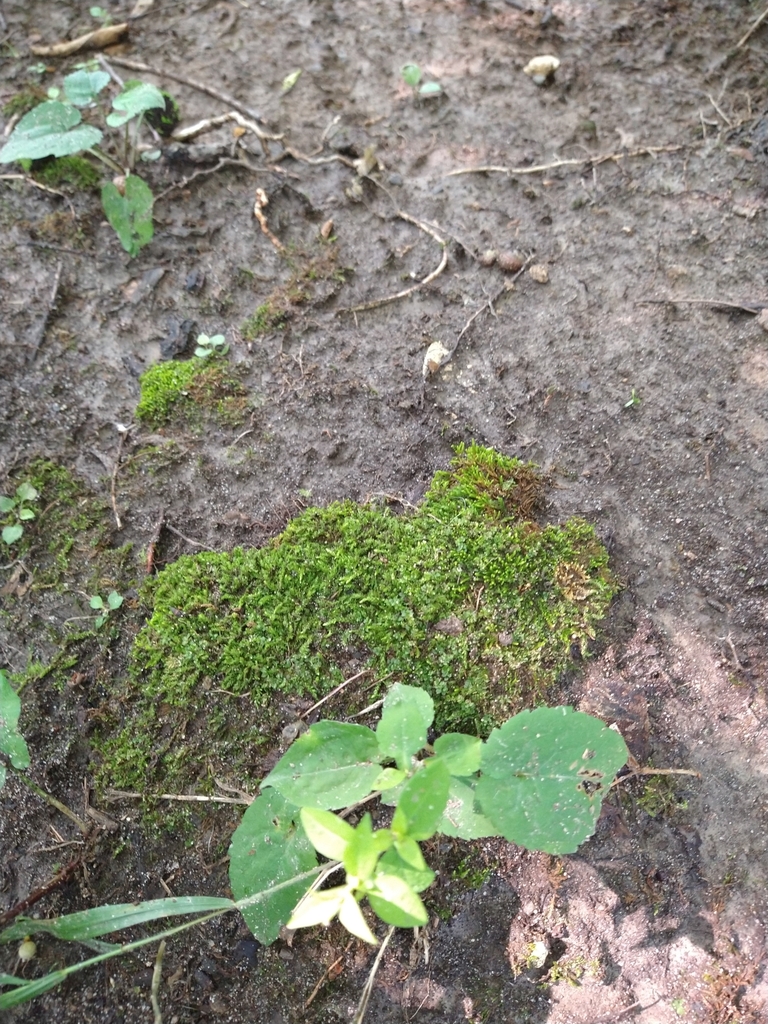 treeskirt moss from Steele County, USMN, US on July 27, 2022 at 0957