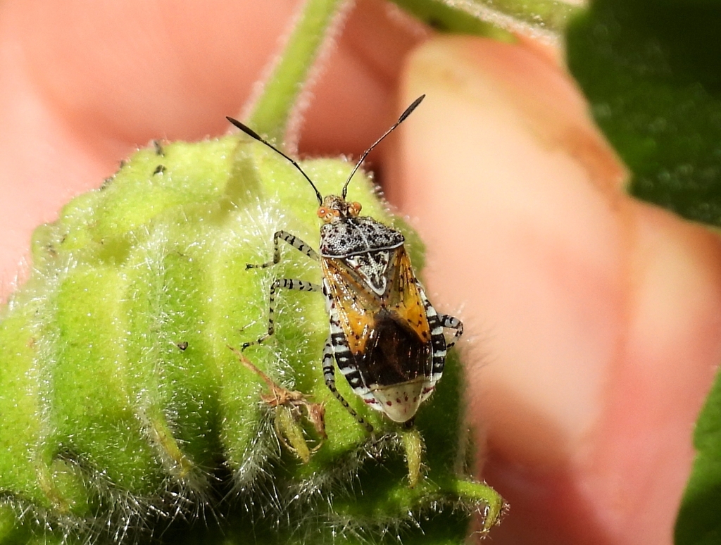Hibiscus Scentless Plant Bug from Putnam County, TN, USA on July 28