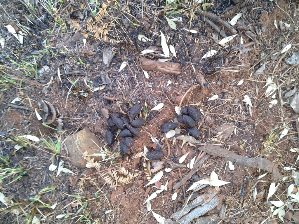 Southern Porcupine from Carletonville, 2499, South Africa on July 29