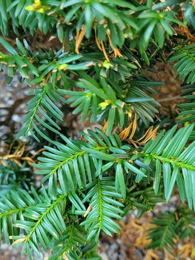 yews from 62 Frederick St, Dracut, MA 01826, USA on August 2, 2022 at