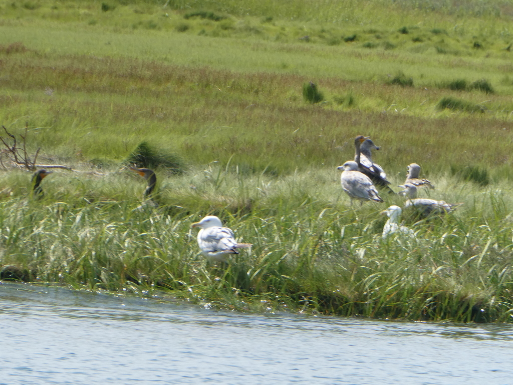 Doublecrested Cormorant from Newburyport, MA, USA on August 02, 2022