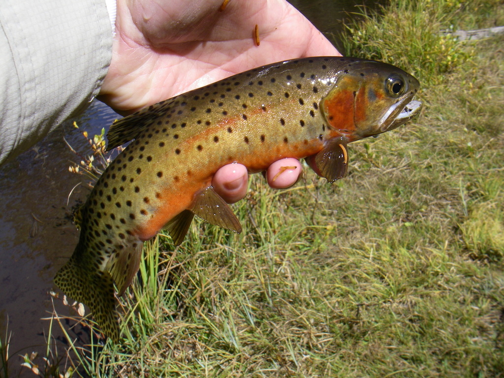 Greenback Cutthroat Trout (Wildlife of Barr Lake State Park) · iNaturalist