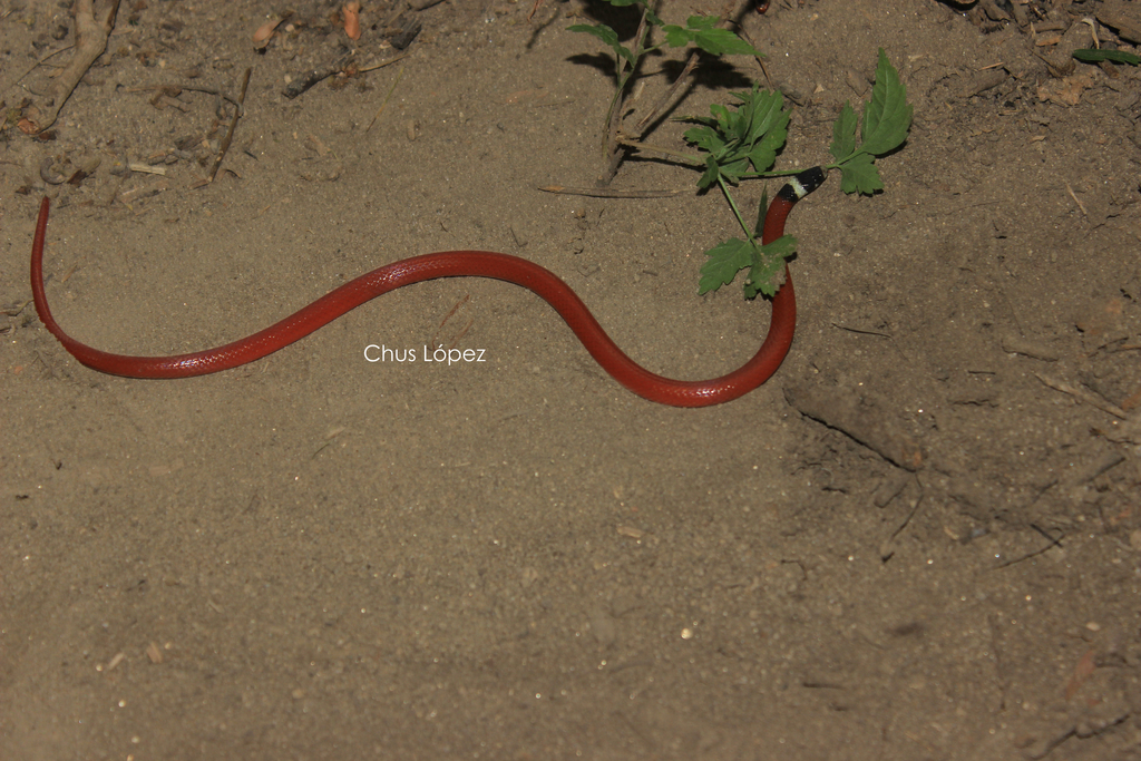 Culebra cabeza negra (Herpetofauna del sitio arqueológico Iglesia Vieja