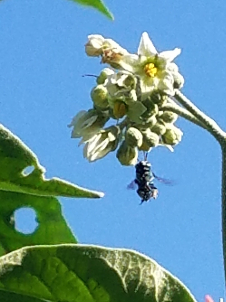 Typical Orchid Bees from Centro on August 05, 2022 at 0827 AM by Lucy