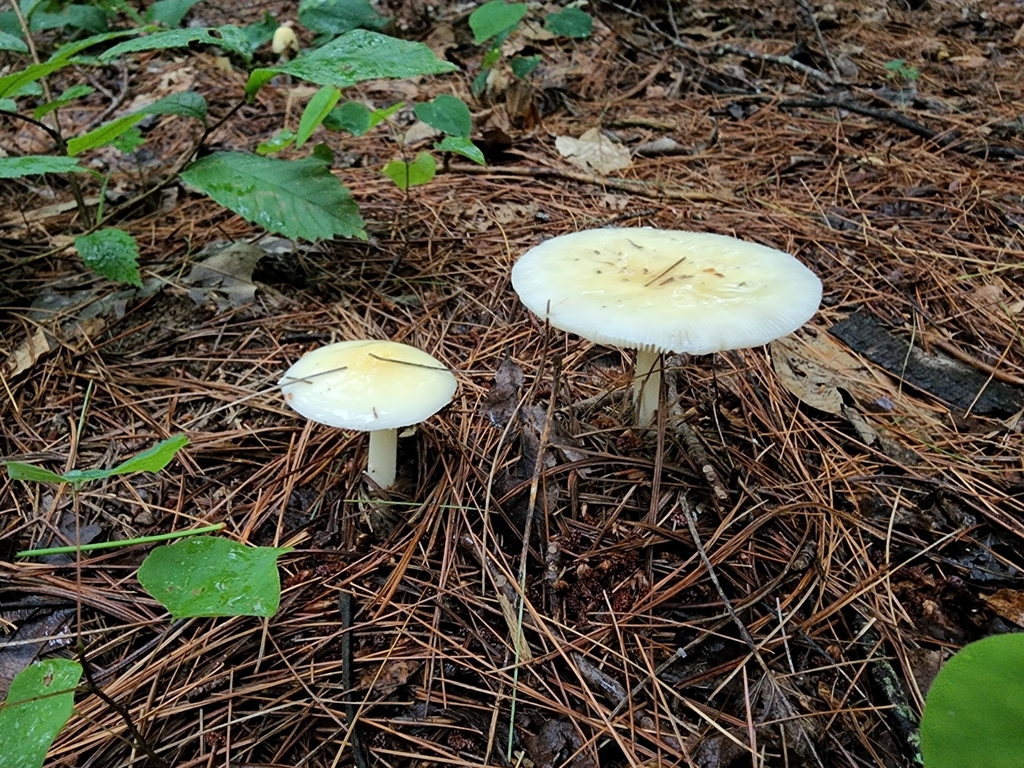 Small FunnelVeil Amanita from Washington Township, IN, USA on August